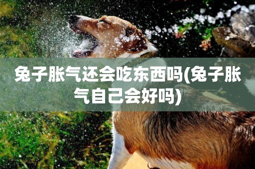 兔子脹氣還會吃東西嗎(兔子脹氣自己會好嗎)