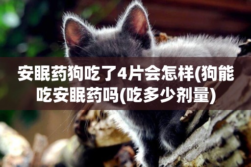 安眠藥狗吃了4片會怎樣(狗能吃安眠藥嗎(吃多少劑量)