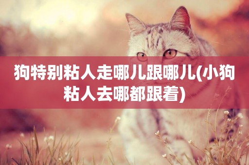 狗特別粘人走哪兒跟哪兒(小狗粘人去哪都跟著)