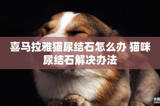 喜馬拉雅貓尿結石怎么辦 貓咪尿結石解決辦法