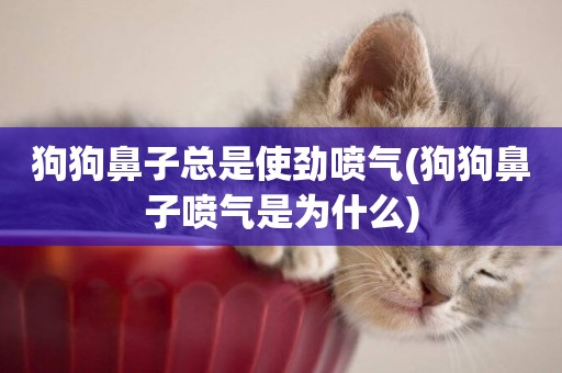 狗狗鼻子總是使勁噴氣(狗狗鼻子噴氣是為什么)