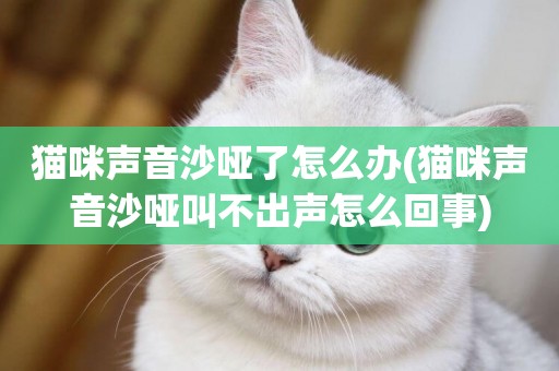 貓咪聲音沙啞了怎么辦(貓咪聲音沙啞叫不出聲怎么回事)