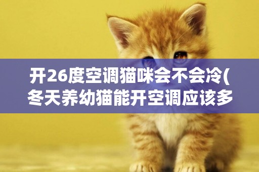 開26度空調貓咪會不會冷(冬天養幼貓能開空調應該多少度)