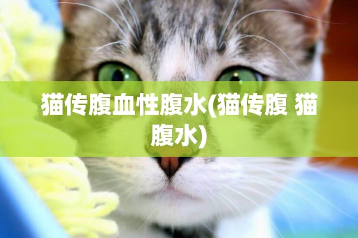 貓傳腹血性腹水(貓傳腹 貓腹水)