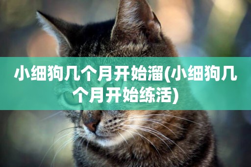 小細狗幾個月開始溜(小細狗幾個月開始練活)