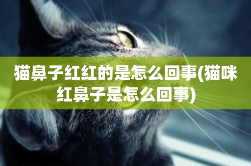 貓鼻子紅紅的是怎么回事(貓咪紅鼻子是怎么回事)