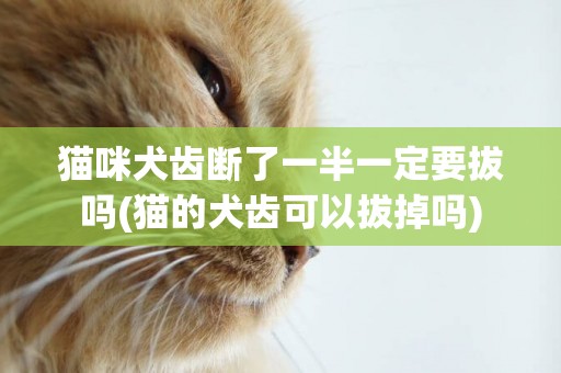 貓咪犬齒斷了一半一定要拔嗎(貓的犬齒可以拔掉嗎)