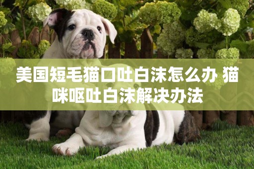 美國短毛貓口吐白沫怎么辦 貓咪嘔吐白沫解決辦法