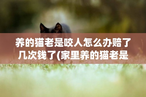 養的貓老是咬人怎么辦賠了幾次錢了(家里養的貓老是咬人怎么辦)