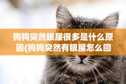 狗狗突然眼屎很多是什么原因(狗狗突然有眼屎怎么回事啊)