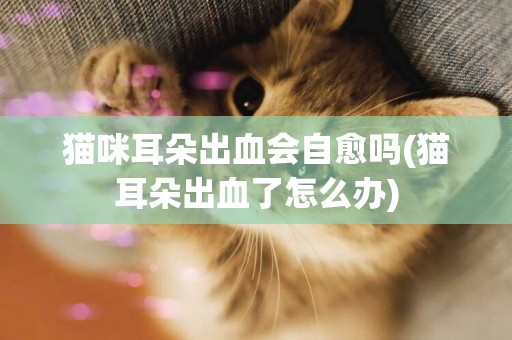 貓咪耳朵出血會自愈嗎(貓耳朵出血了怎么辦)