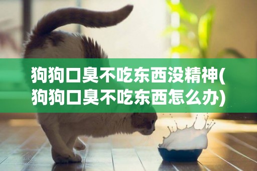 狗狗口臭不吃東西沒精神(狗狗口臭不吃東西怎么辦)