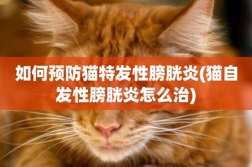 如何預防貓特發性膀胱炎(貓自發性膀胱炎怎么治)