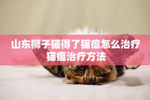 山東獅子貓得了貓瘟怎么治療 貓瘟治療方法
