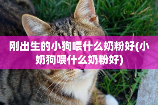 剛出生的小狗喂什么奶粉好(小奶狗喂什么奶粉好)