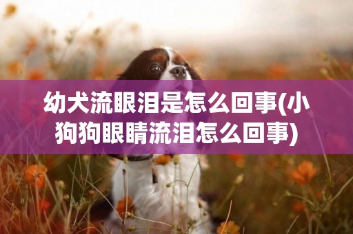 幼犬流眼淚是怎么回事(小狗狗眼睛流淚怎么回事)