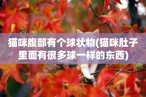 貓咪腹部有個球狀物(貓咪肚子里面有很多球一樣的東西)