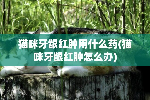 貓咪牙齦紅腫用什么藥(貓咪牙齦紅腫怎么辦)