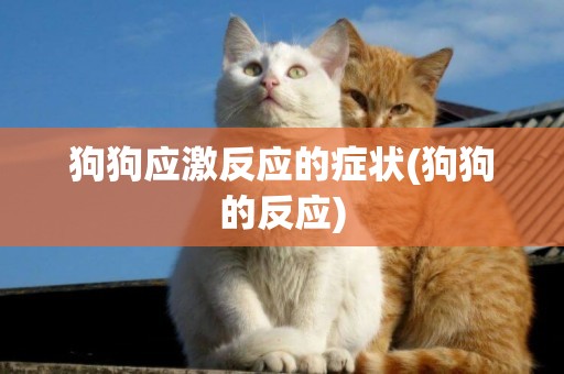 狗狗應激反應的癥狀(狗狗的反應)