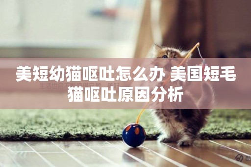 美短幼貓嘔吐怎么辦 美國短毛貓嘔吐原因分析