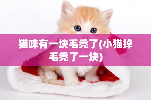 貓咪有一塊毛禿了(小貓掉毛禿了一塊)