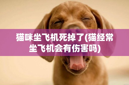 貓咪坐飛機死掉了(貓經常坐飛機會有傷害嗎)