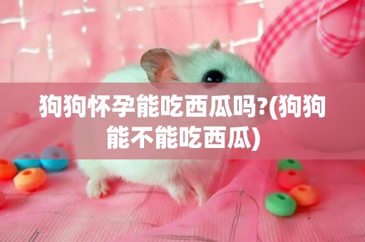 狗狗懷孕能吃西瓜嗎?(狗狗能不能吃西瓜)