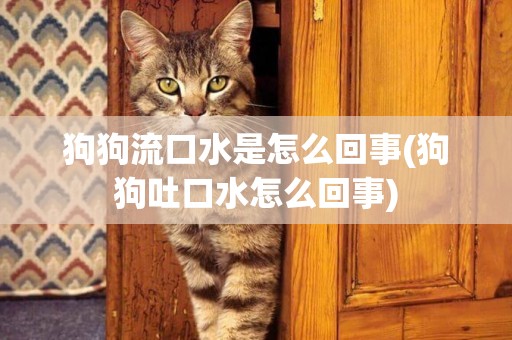 狗狗流口水是怎么回事(狗狗吐口水怎么回事)