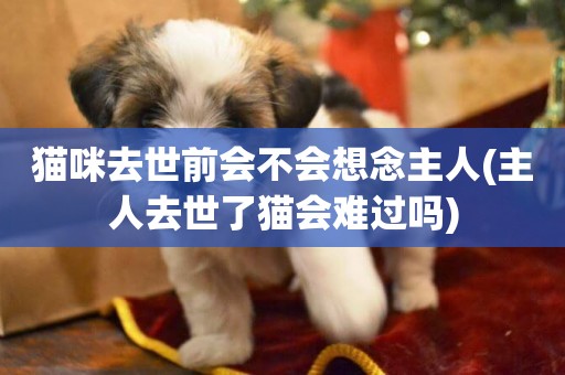 貓咪去世前會不會想念主人(主人去世了貓會難過嗎)
