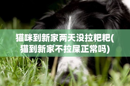 貓咪到新家兩天沒拉粑粑(貓到新家不拉屎正常嗎)