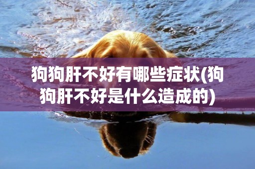 狗狗肝不好有哪些癥狀(狗狗肝不好是什么造成的)