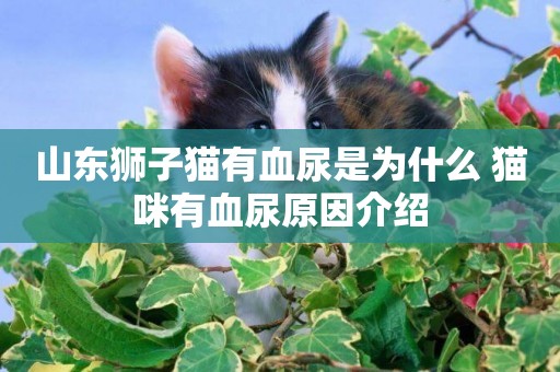 山東獅子貓有血尿是為什么 貓咪有血尿原因介紹