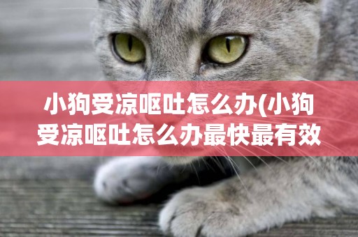 小狗受涼嘔吐怎么辦(小狗受涼嘔吐怎么辦最快最有效的)