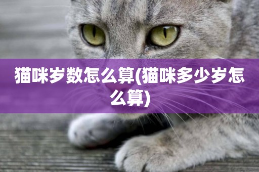貓咪歲數怎么算(貓咪多少歲怎么算)