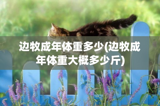 邊牧成年體重多少(邊牧成年體重大概多少斤)