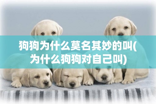 狗狗為什么莫名其妙的叫(為什么狗狗對自己叫)