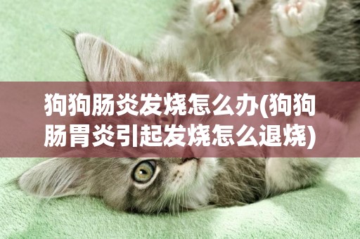 狗狗腸炎發燒怎么辦(狗狗腸胃炎引起發燒怎么退燒)