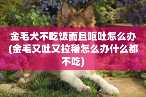 金毛犬不吃飯而且嘔吐怎么辦(金毛又吐又拉稀怎么辦什么都不吃)