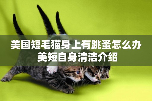 美國短毛貓身上有跳蚤怎么辦 美短自身清潔介紹