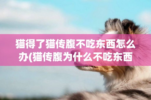貓得了貓傳腹不吃東西怎么辦(貓傳腹為什么不吃東西)