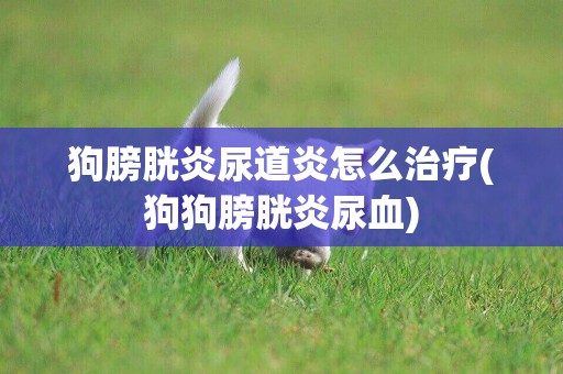狗膀胱炎尿道炎怎么治療(狗狗膀胱炎尿血)