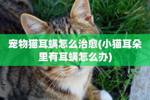 寵物貓耳螨怎么治愈(小貓耳朵里有耳螨怎么辦)