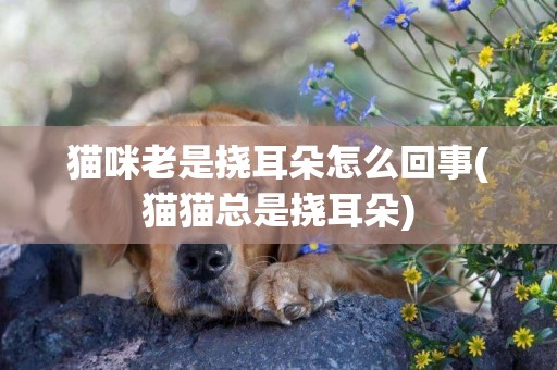 貓咪老是撓耳朵怎么回事(貓貓總是撓耳朵)