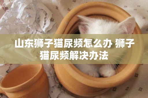 山東獅子貓尿頻怎么辦 獅子貓尿頻解決辦法