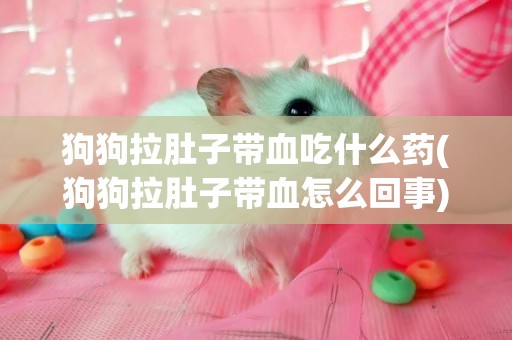 狗狗拉肚子帶血吃什么藥(狗狗拉肚子帶血怎么回事)
