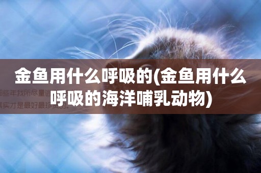 金魚用什么呼吸的(金魚用什么呼吸的海洋哺乳動物)