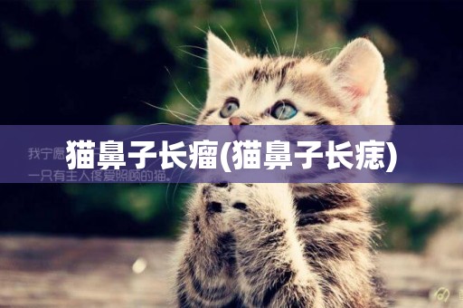 貓鼻子長瘤(貓鼻子長痣)