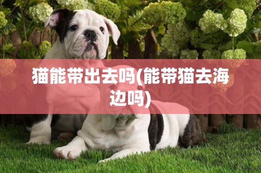 貓能帶出去嗎(能帶貓去海邊嗎)