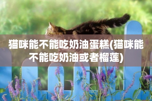 貓咪能不能吃奶油蛋糕(貓咪能不能吃奶油或者榴蓮)