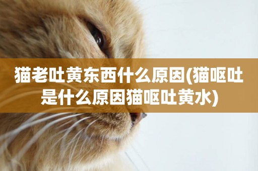 貓老吐黃東西什么原因(貓嘔吐是什么原因貓嘔吐黃水)